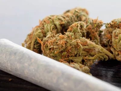 Diese Hersteller garantieren Top-Qualität – Cannabissamen kaufen legal in Deutschland