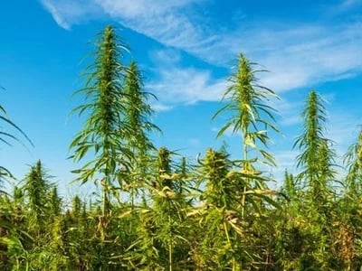 Verständnis von Marihuanasamen: Essentielle Cannabis-Samen