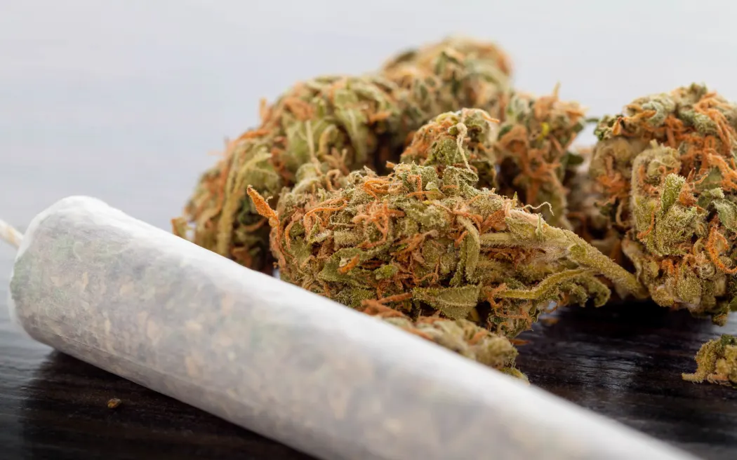 Diese Hersteller garantieren Top-Qualität – Cannabissamen kaufen legal in Deutschland