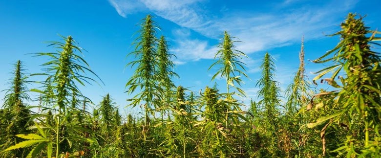 Verständnis von Marihuanasamen: Essentielle Cannabis-Samen